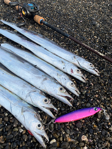 タチウオの釣果