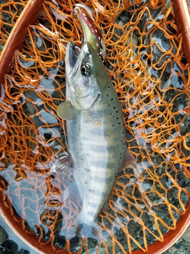 アマゴの釣果