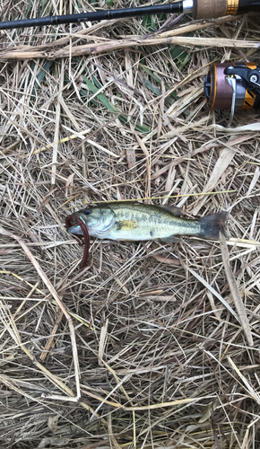 ライギョの釣果