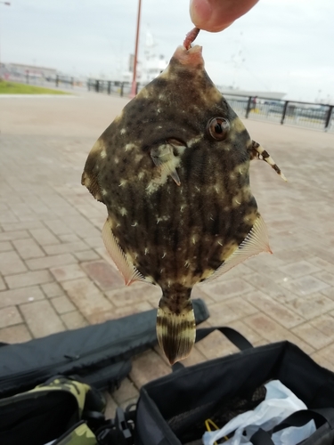 カワハギの釣果