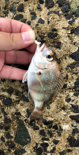 タイの釣果