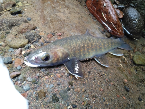 ニッコウイワナの釣果