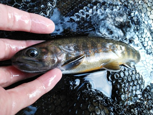 ニッコウイワナの釣果