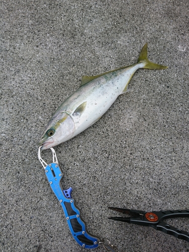 イナダの釣果