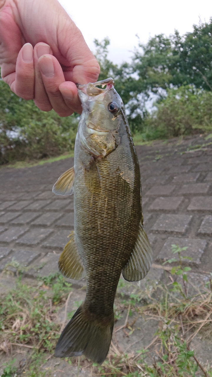 スモールマウスバス