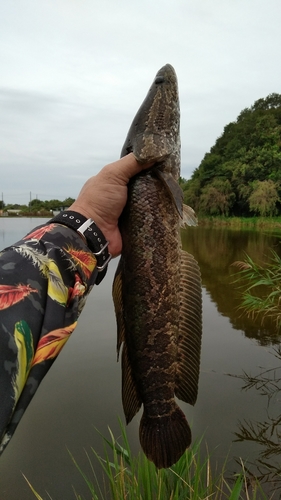 ライギョの釣果