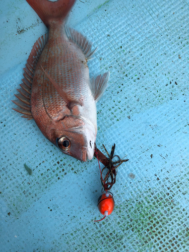 マダイの釣果