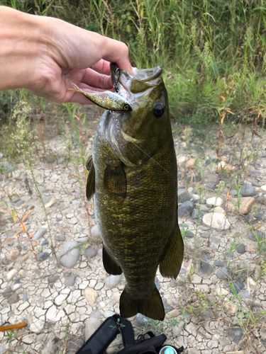 スモールマウスバスの釣果