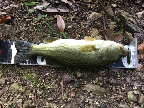 ラージマウスバスの釣果