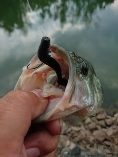 ラージマウスバスの釣果