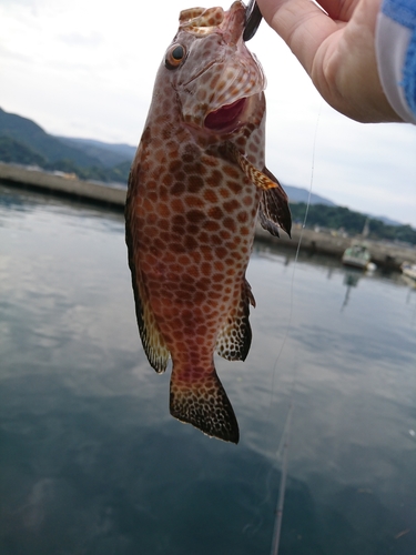 オオモンハタの釣果