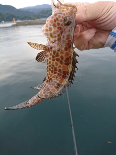 オオモンハタの釣果