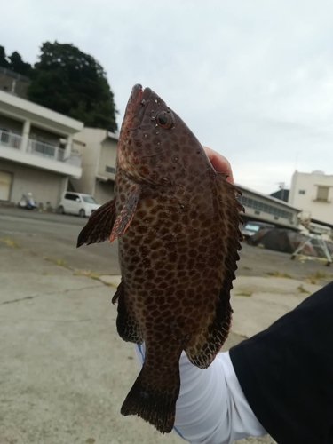 オオモンハタの釣果