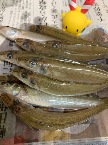 シロギスの釣果