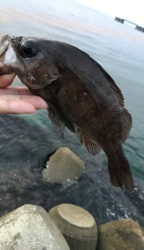 メバルの釣果