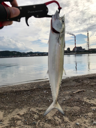 サゴシの釣果