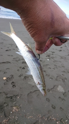 カマスの釣果