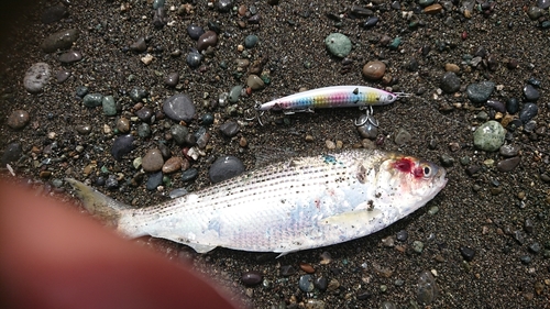 コノシロの釣果