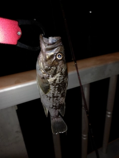 クロソイの釣果