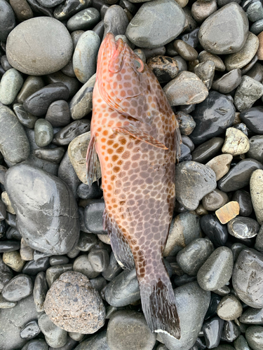 オオモンハタの釣果