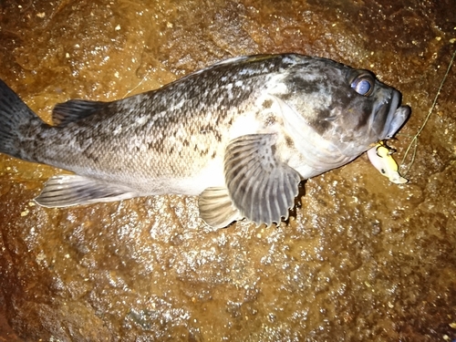 クロソイの釣果