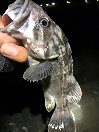 クロソイの釣果