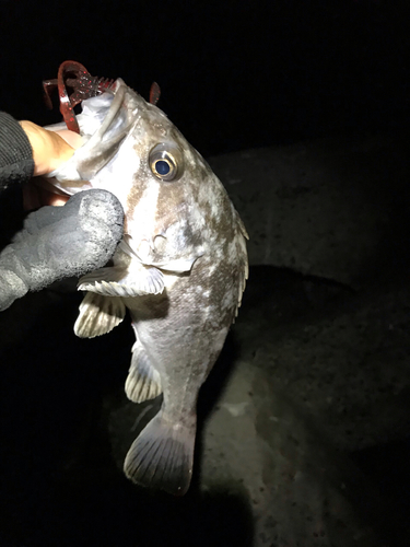 クロソイの釣果