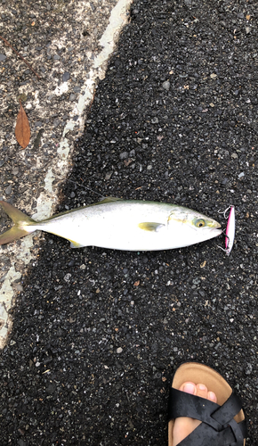 イナダの釣果