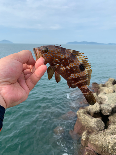 アコウの釣果