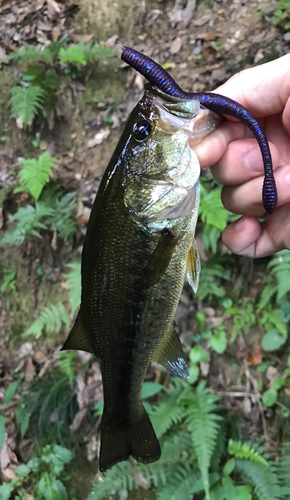 ブラックバスの釣果