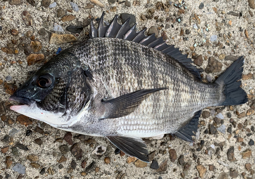 チヌの釣果