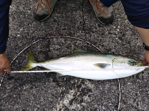 メジロの釣果