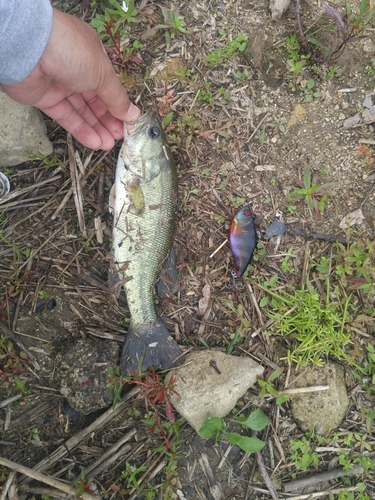 ラージマウスバスの釣果