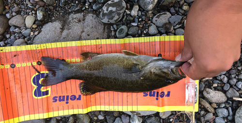 スモールマウスバスの釣果