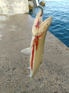 ワニエソの釣果