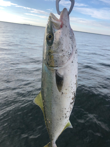 ハマチの釣果