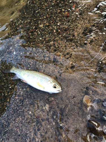 ニジマスの釣果