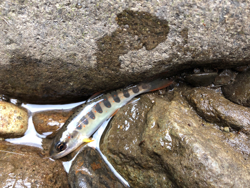 アマゴの釣果