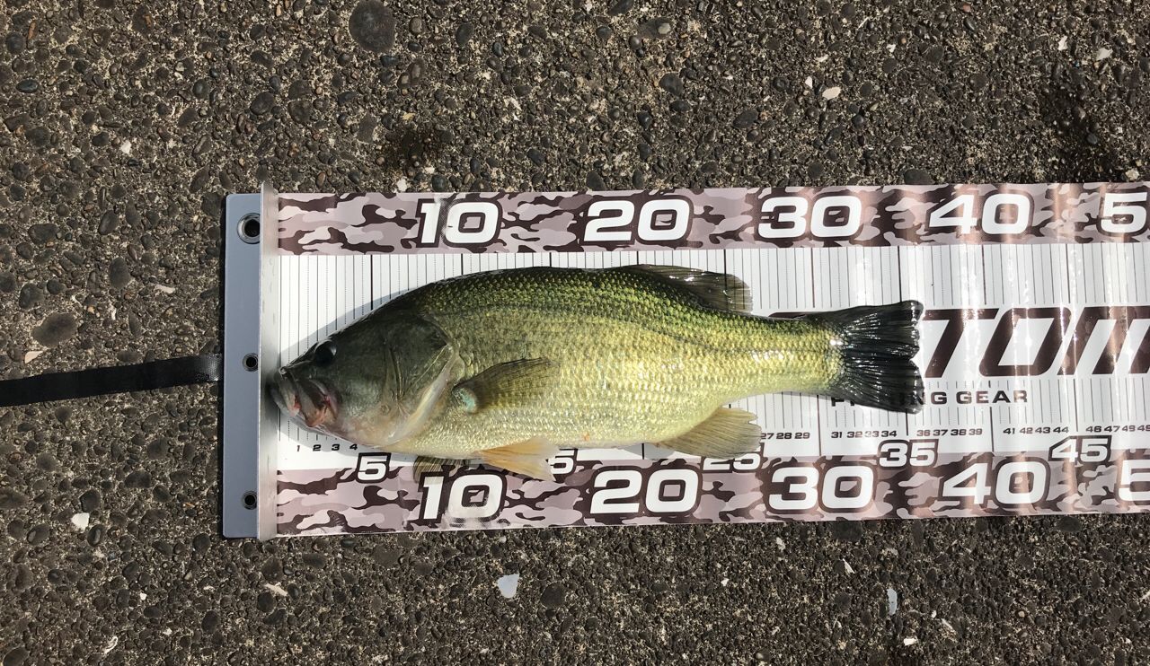 ラージマウスバス