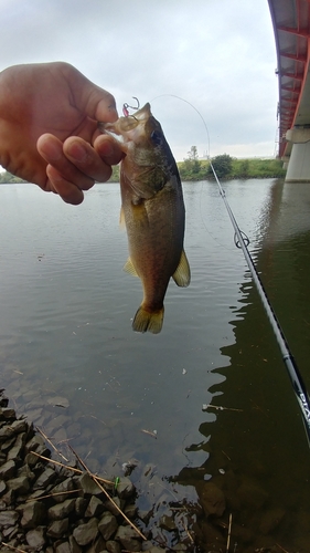 ラージマウスバスの釣果