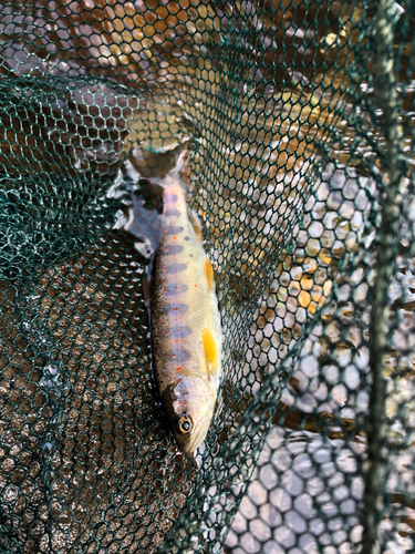 アマゴの釣果