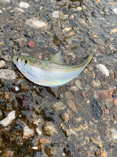 サッパの釣果