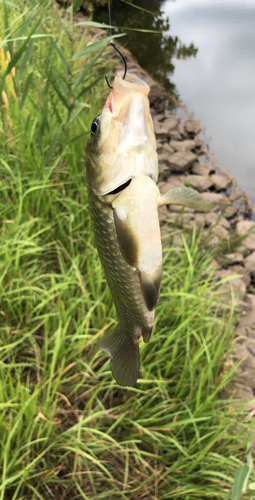 ヘラブナの釣果