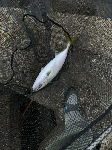 イナダの釣果