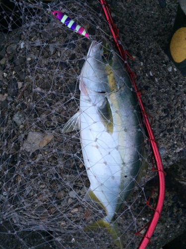 イナダの釣果