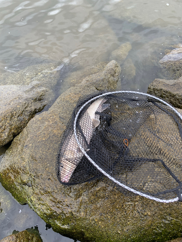 ニゴイの釣果