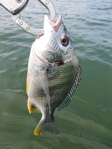 キビレの釣果