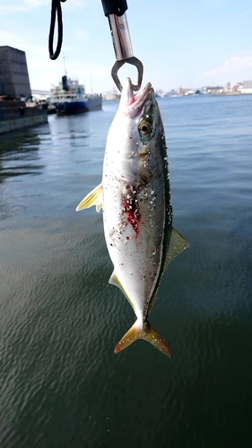 ハマチの釣果