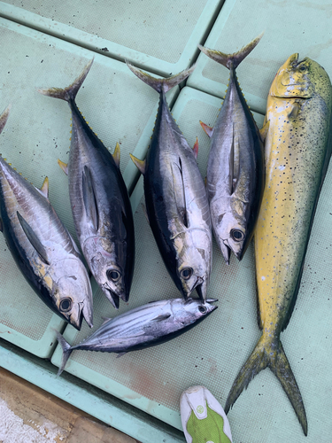 キハダマグロの釣果