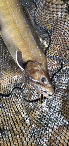 ヤマトイワナの釣果